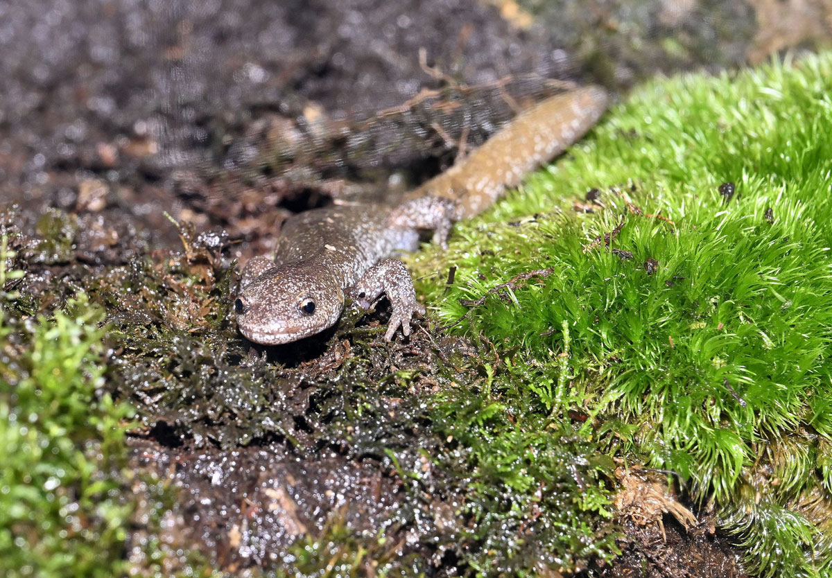サンショウウオ見に来て 土佐清水の県固有種紹介 3／29に燻製試食