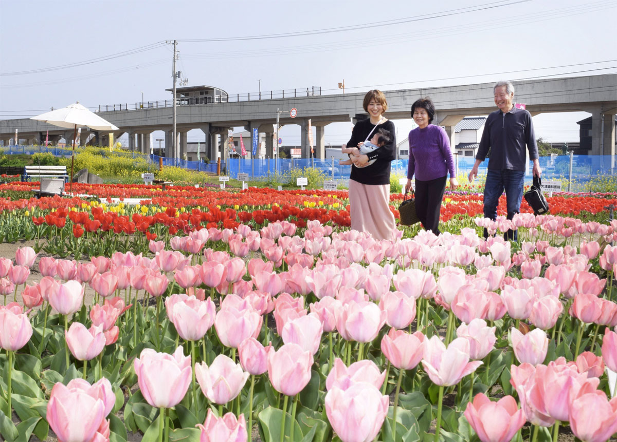 チューリップ12万本色づく 香南市香我美町で「花フェスタ」 | 高知新聞