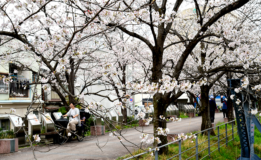 3／28撮影】7分咲きかな！？ 堀川でお花見どうですか？―高知