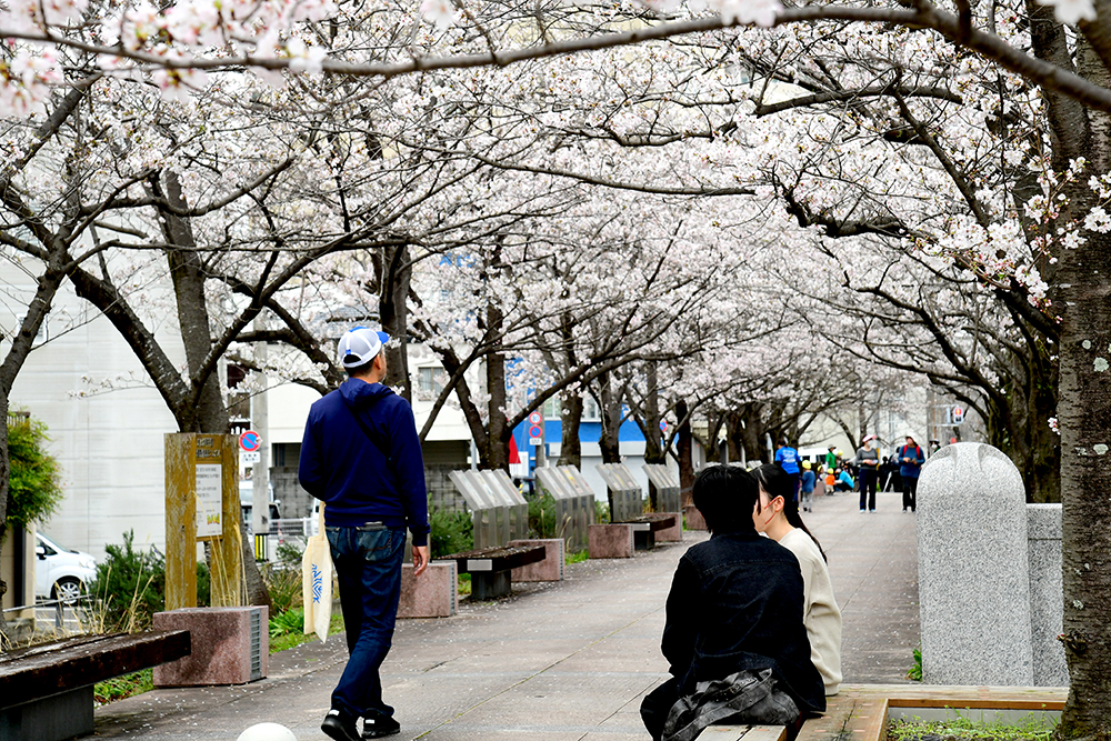 3／28撮影】7分咲きかな！？ 堀川でお花見どうですか？―高知