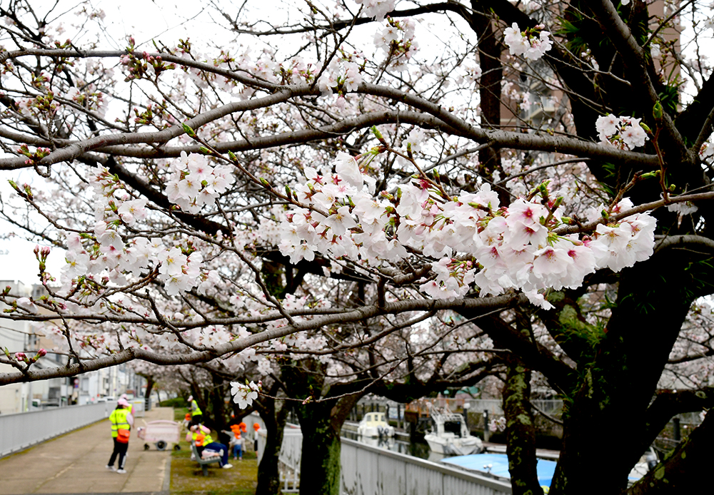 お花見 吉見百穴周辺の桜（比企郡吉見町） - お花見2025 - ウォーカープラス
