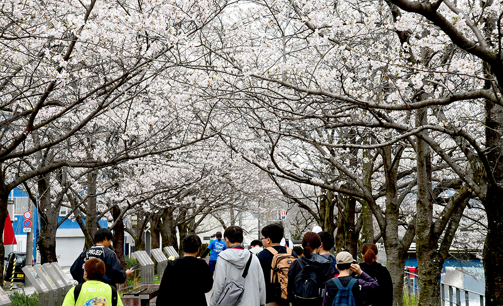 3／28撮影】7分咲きかな！？ 堀川でお花見どうですか？―高知
