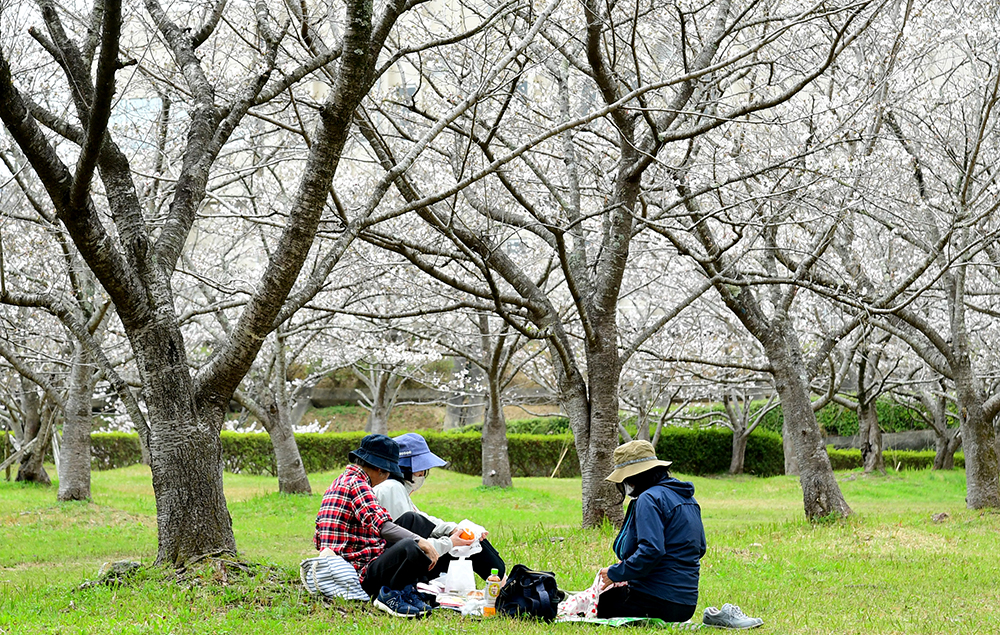 お花見 混雑なし！鶴見区のひっそり楽しめる桜スポット3選～お花見2025