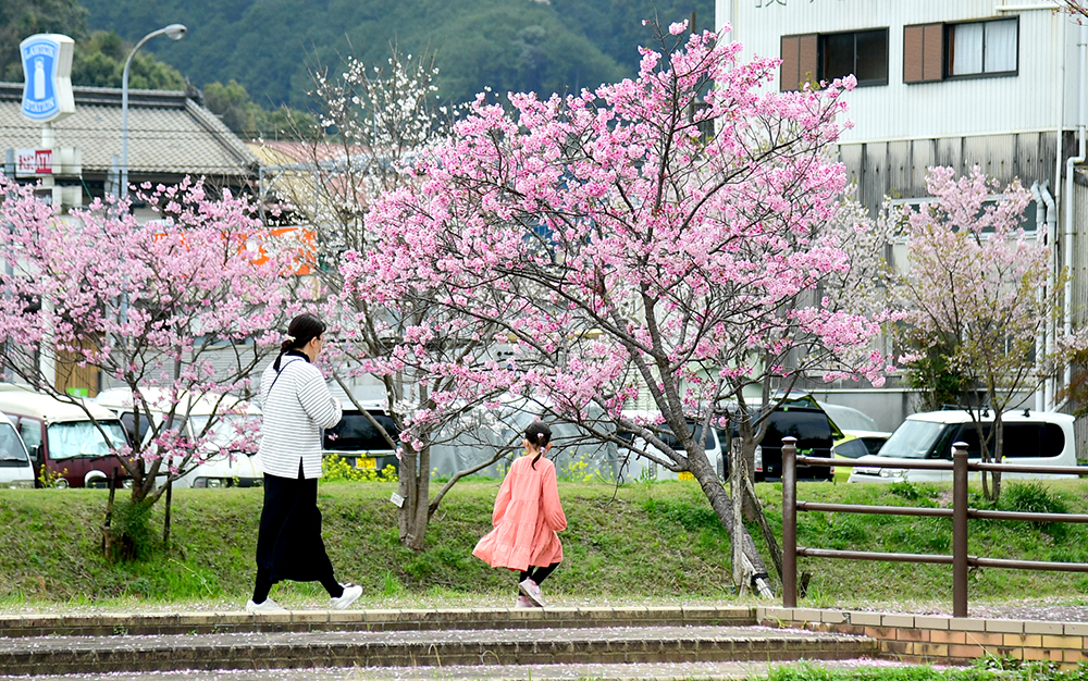 3／28撮影】ゆったり眺める いの町の枝川公園―高知の桜2025