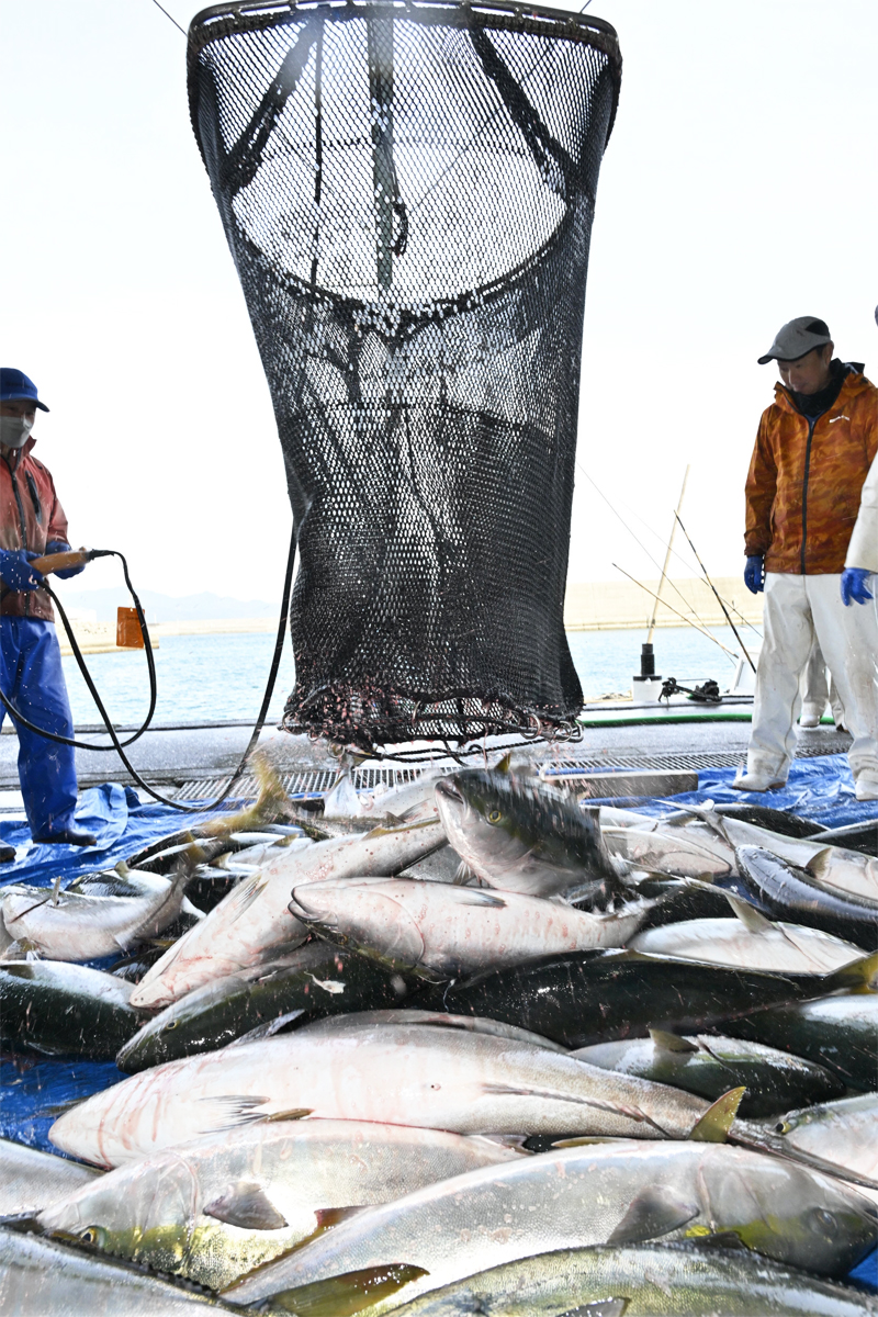 窪津大敷 定置網にブリ2300匹と大漁！ 高知県土佐清水市 | 高知新聞