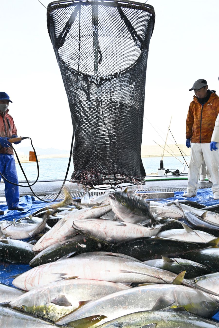 脂の乗ったブリが次々と水揚げされた窪津漁港（土佐清水市窪津）