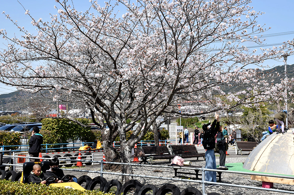3／30撮影】たくさんの花見客でにぎやかに 高知市の県立交通安全