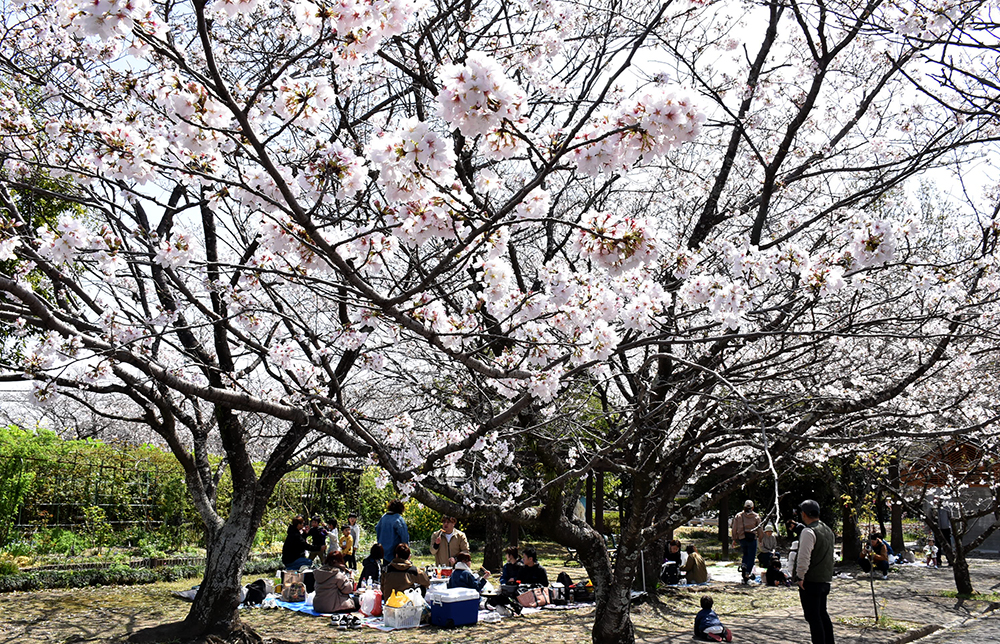 3／30撮影】たくさんの花見客でにぎやかに 高知市の県立交通安全