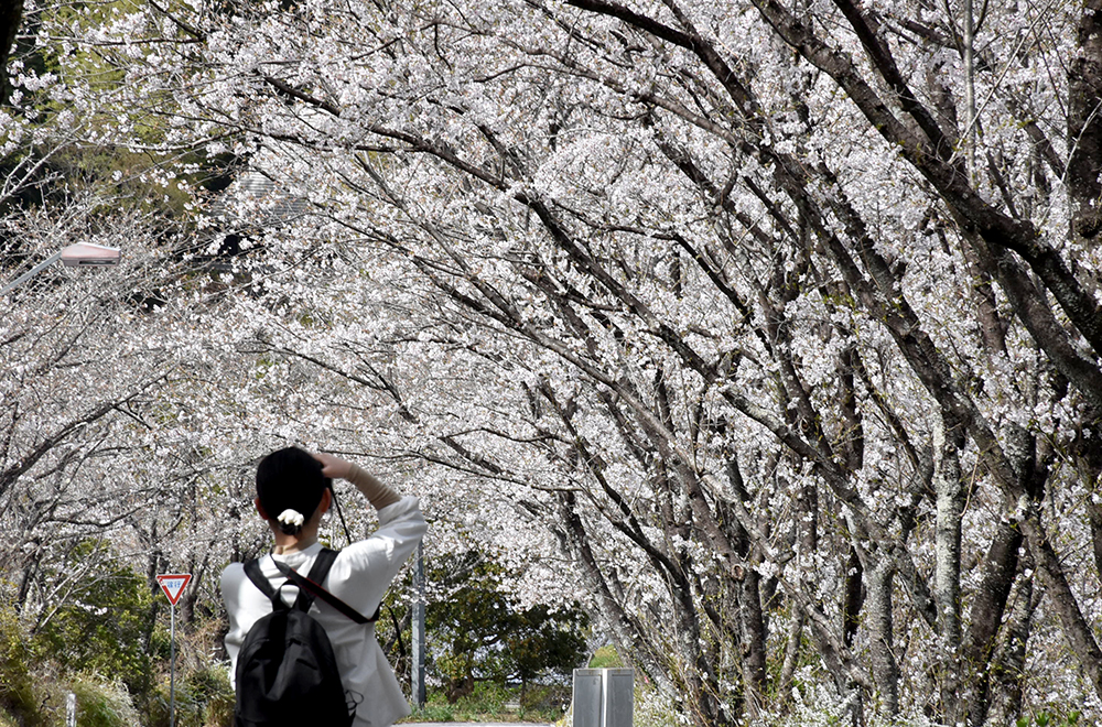 3／30撮影】桜並木のトンネル 南国市の県立歴史民俗資料館―高知の桜