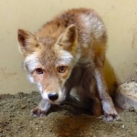 コンなところもう嫌だ？ 元野生キツネ脱走、名古屋 | 高知新聞