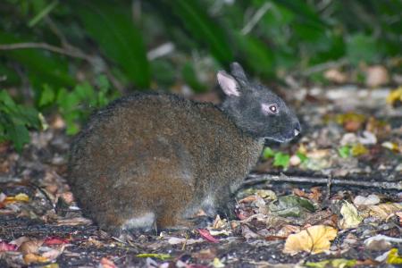 岸本ウラチ　アマミノクロウサギ アマミノクロウサギ | 奄美遺産｜環境文化のカタチ