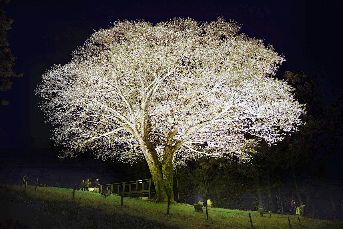 荘厳、月光桜 鮮やか闇夜に浮かぶ 高知県大月町弘見 | 高知新聞