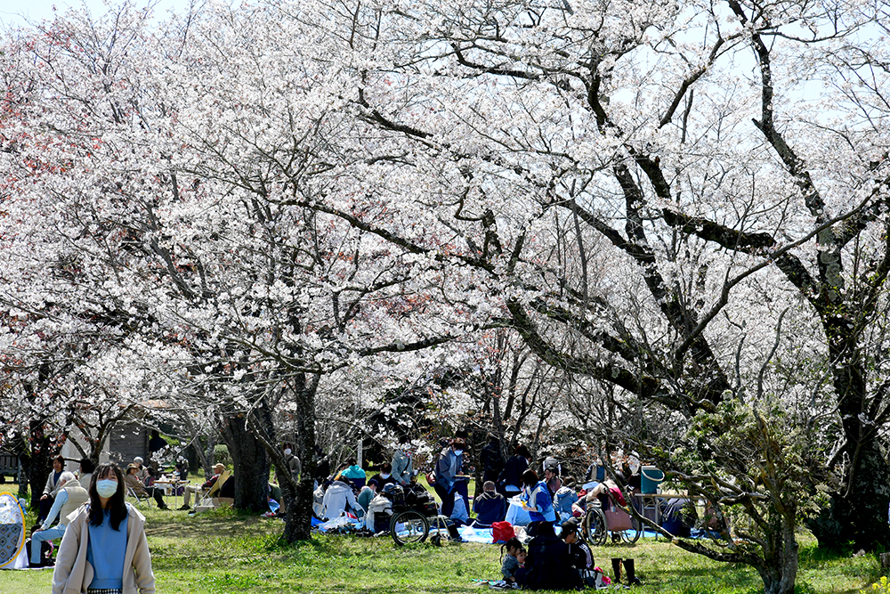 4/4撮影】花見客がたくさん 香美市土佐山田町の鏡野公園―高知の桜 4/4撮影】花見客がたくさん 香美市土佐山田町の鏡野公園―高知の桜