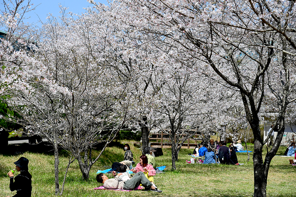 4／4撮影】花見客がたくさん 香美市土佐山田町の鏡野公園―高知の桜