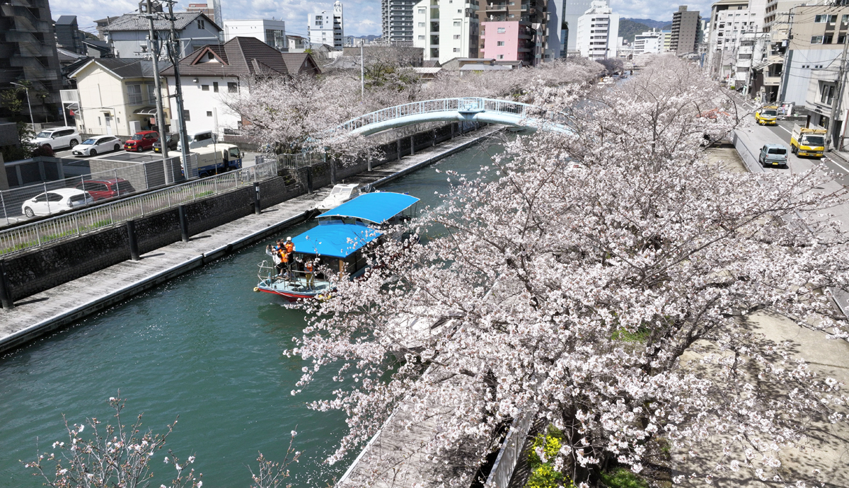【中古】 こうべ文学逍遙　花と川をめぐる風景 桜ふわり、ゆらり 堀川（高知市）―土佐鳥瞰紀行（136） | 高知新聞