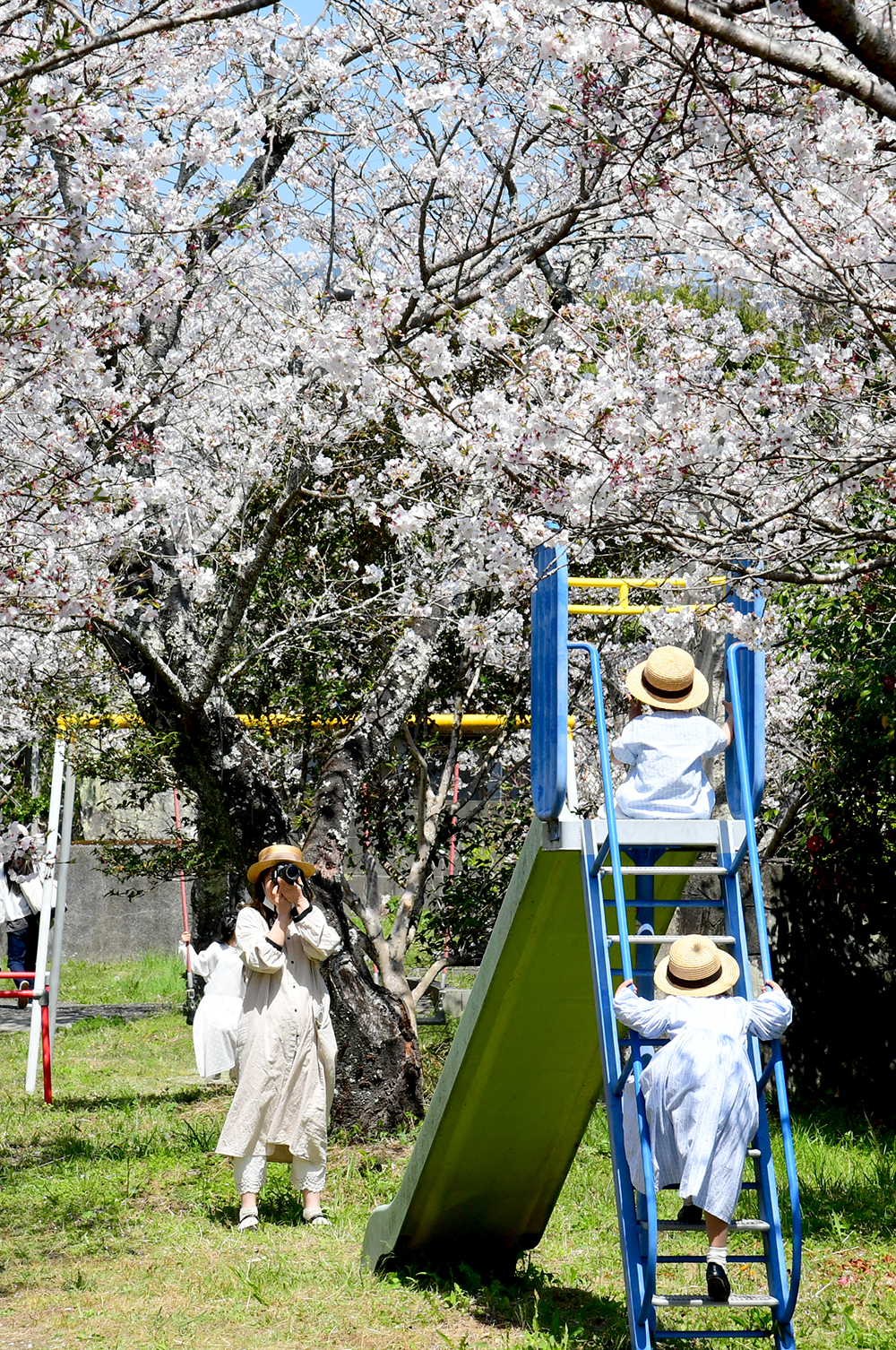 4／6撮影】川べりでゆったり 奈半利町の鮎乃瀬公園―高知の桜2025