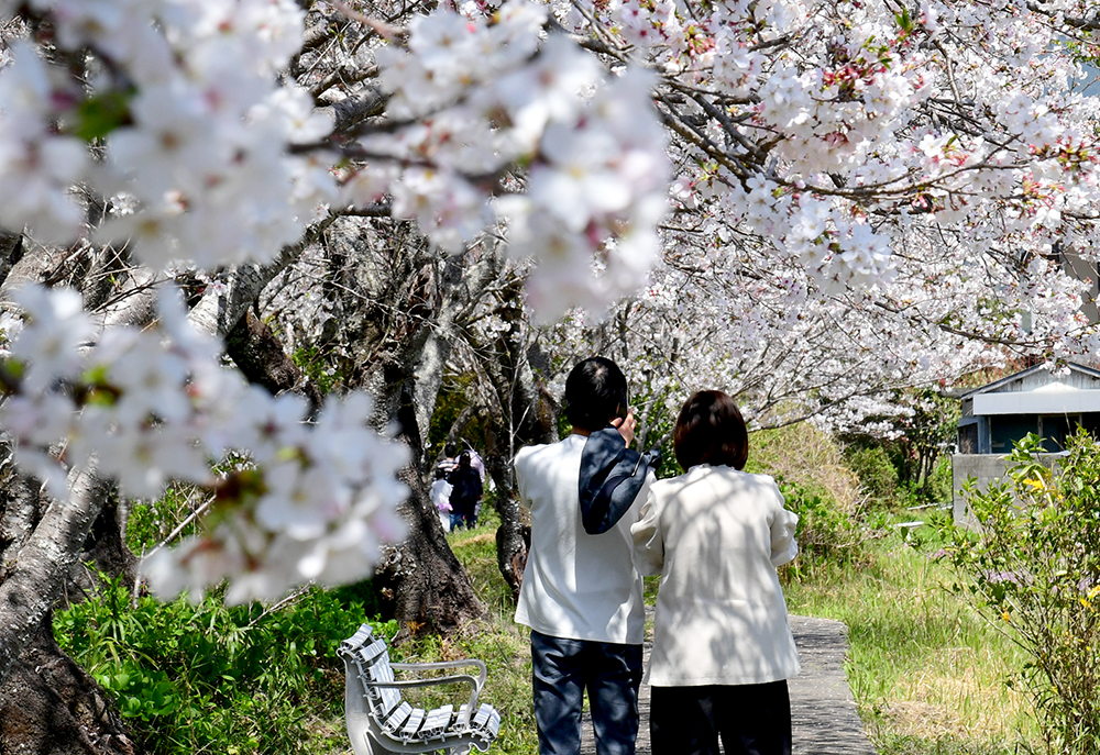 4／6撮影】川べりでゆったり 奈半利町の鮎乃瀬公園―高知の桜2025