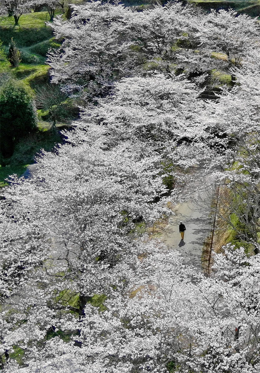 花道を歩く 清水公園（香美市）―桜のしおり（1）高知県の桜の風景