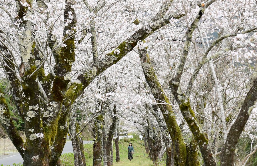 ピンクのカーテンを広げたような桜並木(1日、中土佐町久礼)
