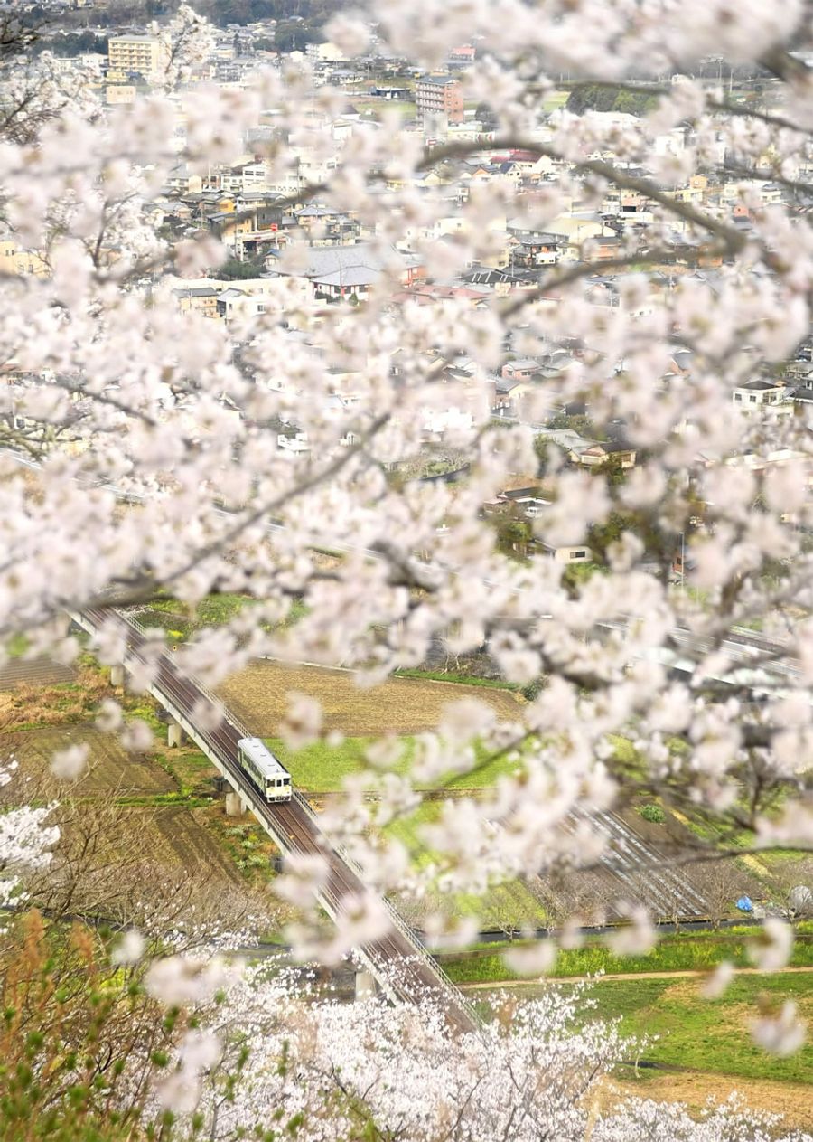 花の向こうに列車が走る（３月２８日、宿毛市坂ノ下）