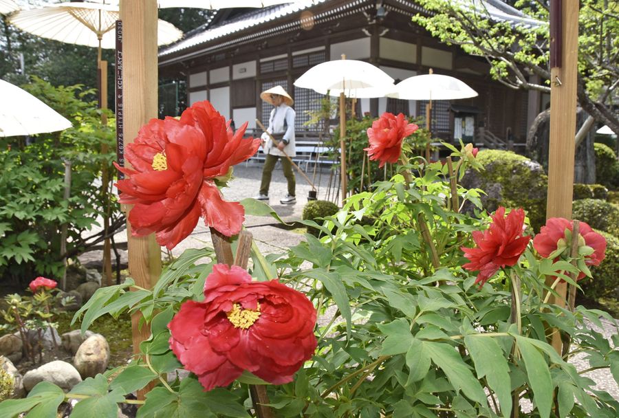 古刹を彩るボタンの花々(南国市の国分寺)