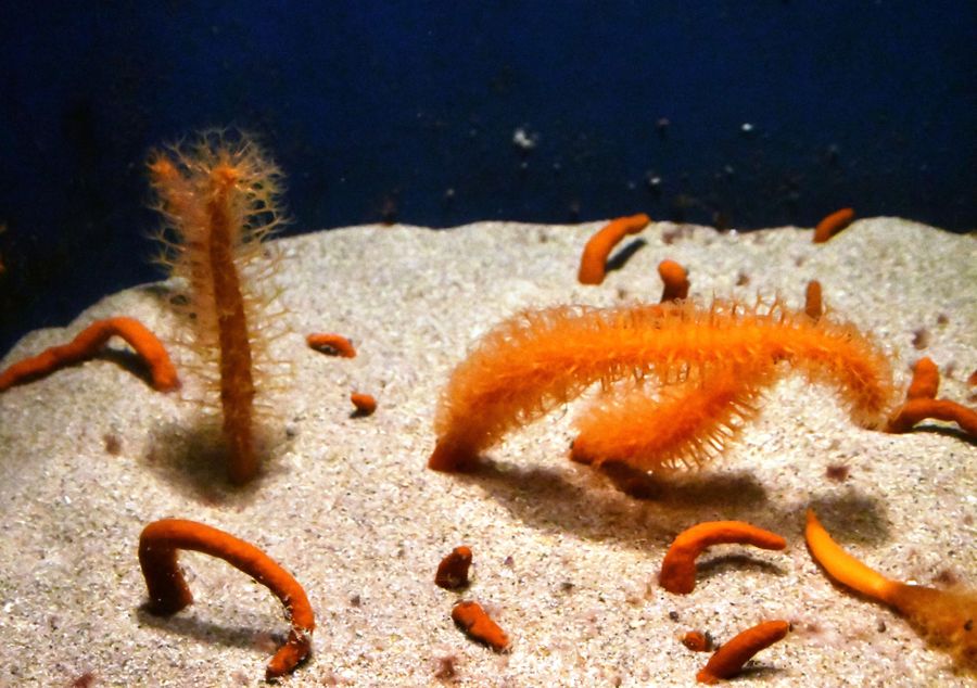 時と場合によって砂地からのびてきたり、もぐったりするウミサボテン＝広島県廿日市市の宮島水族館