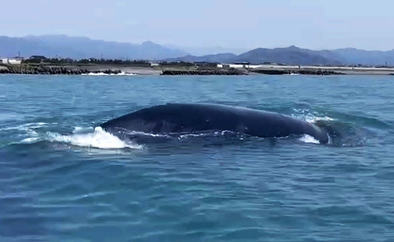動画付き】絶めつ危機のセミクジラ 高知の海に現れる | 高知新聞