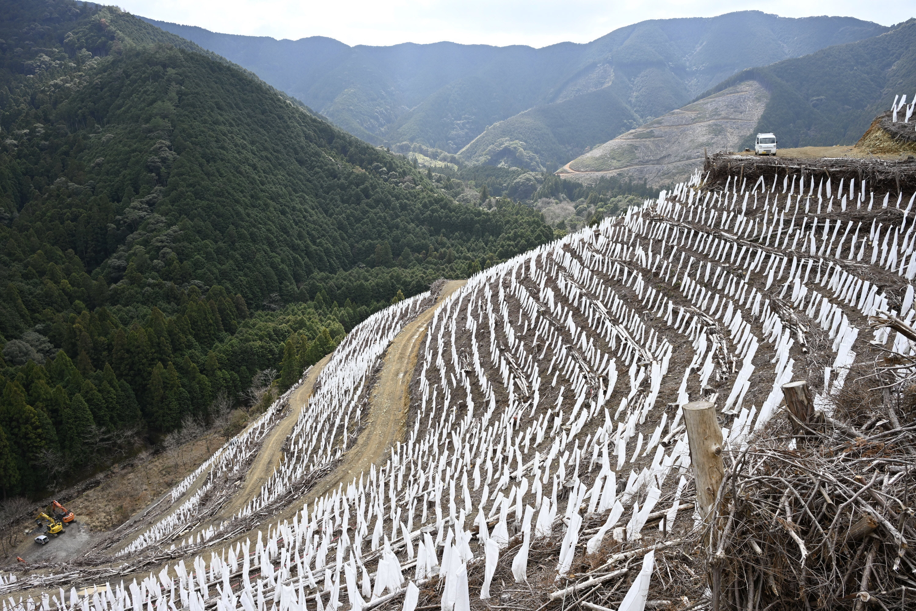 四万十ヒノキ」高密度で植栽 推進協がブランド確立へ挑戦 三原村