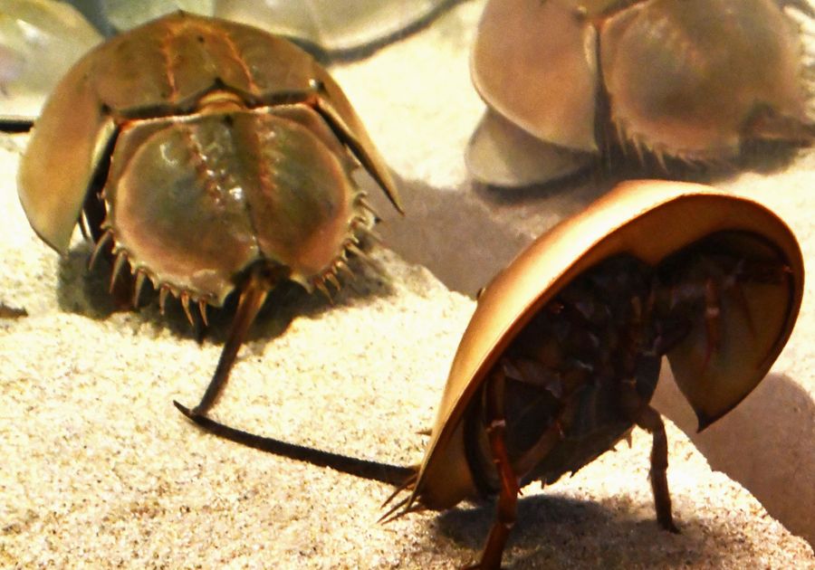 カブトガニ。１匹は立っているように見える＝広島県廿日市市の宮島水族館