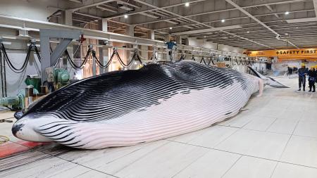 商業捕鯨、ナガスクジラ1頭捕獲 IWC脱退後、オホーツク海で初