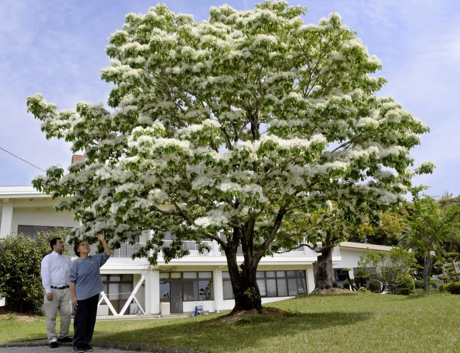 真っ白な雪をかぶったようなナンジャモンジャ（香南市香我美町徳王子）