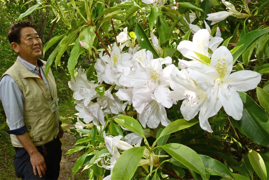 見頃を迎えた「幻の花」アマミセイシカ（香美市の「香北の自然公園」）