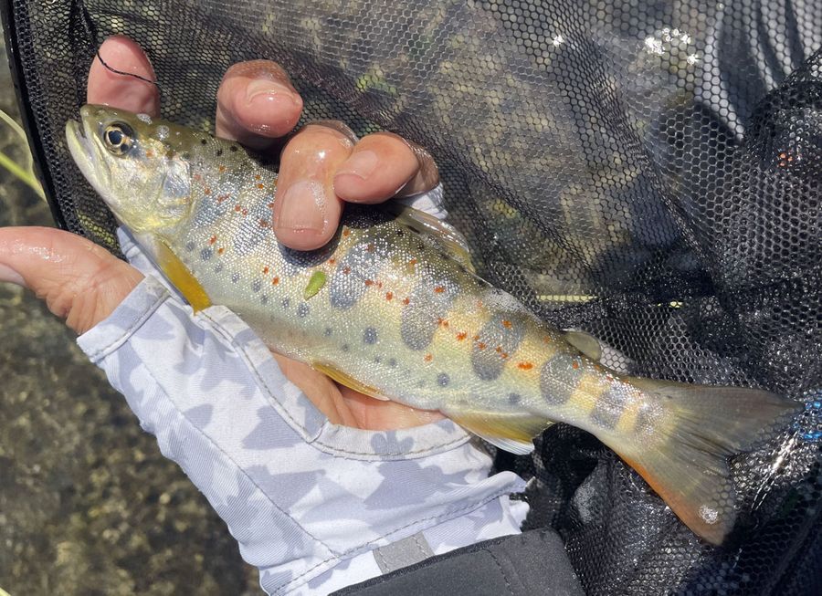 四国カルストの水で育った良型のアマゴ。エサの水生昆虫が豊富な川なのでややメタボ体形ですな