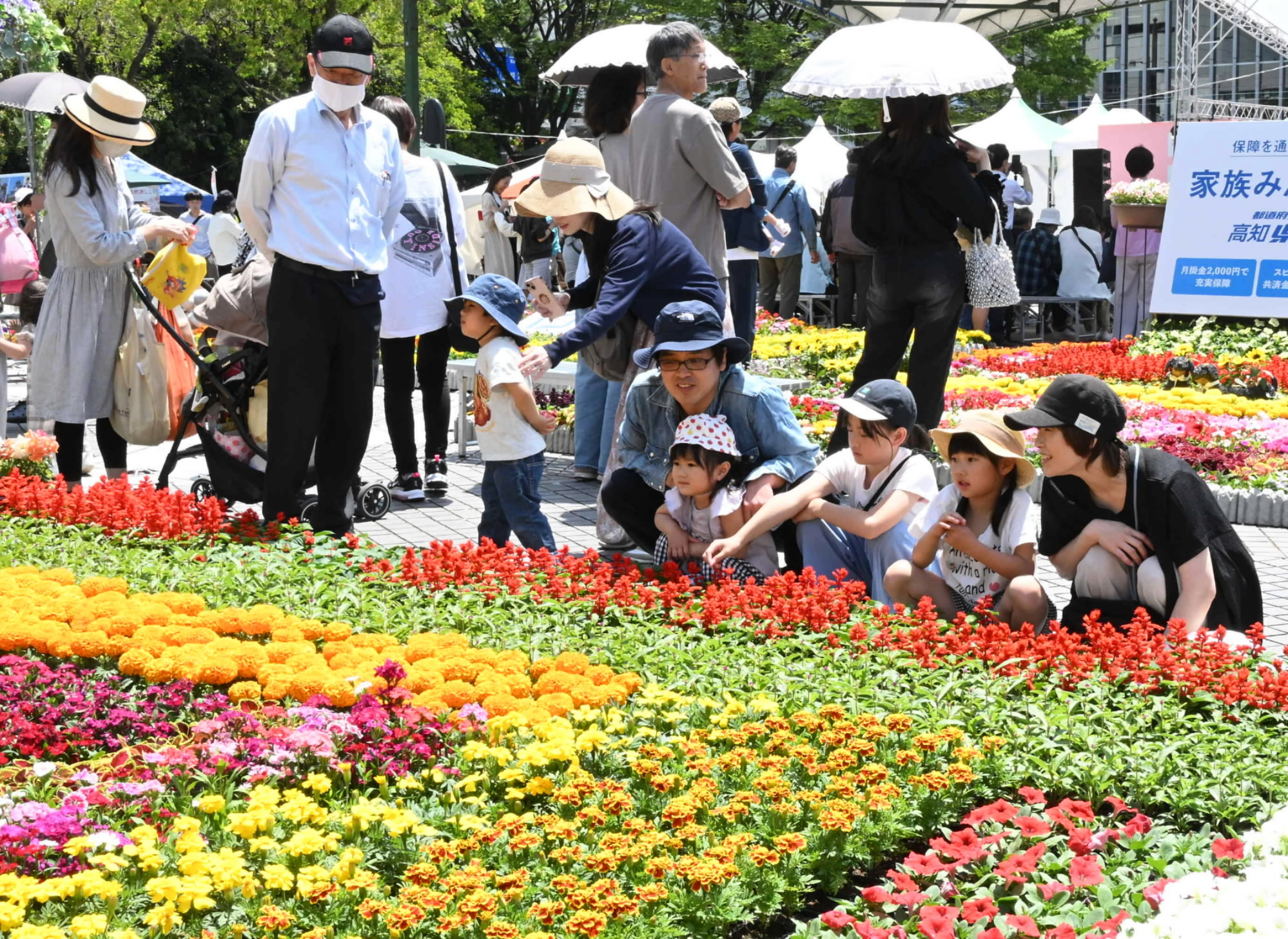 街を彩る4万鉢！ 5／5まで「こうち春花まつり」 高知市