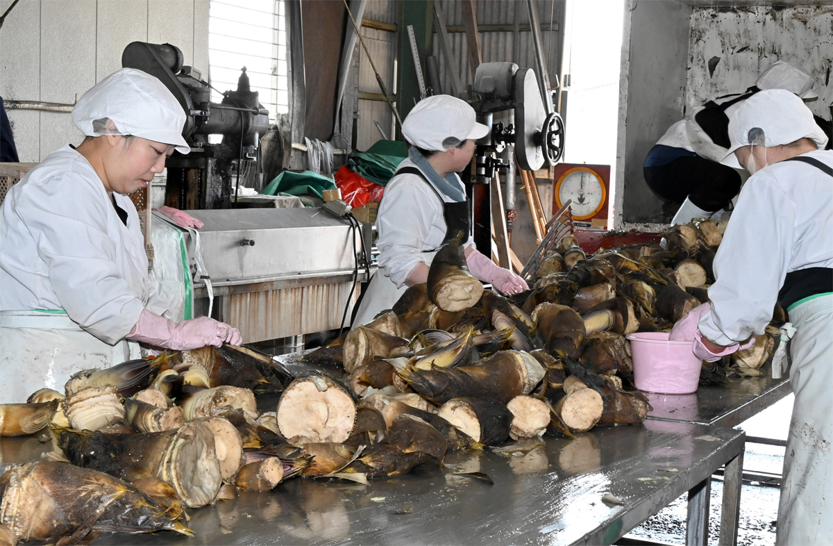 タケノコ工場に春の香り「高知パック」創業100年へ ごろり