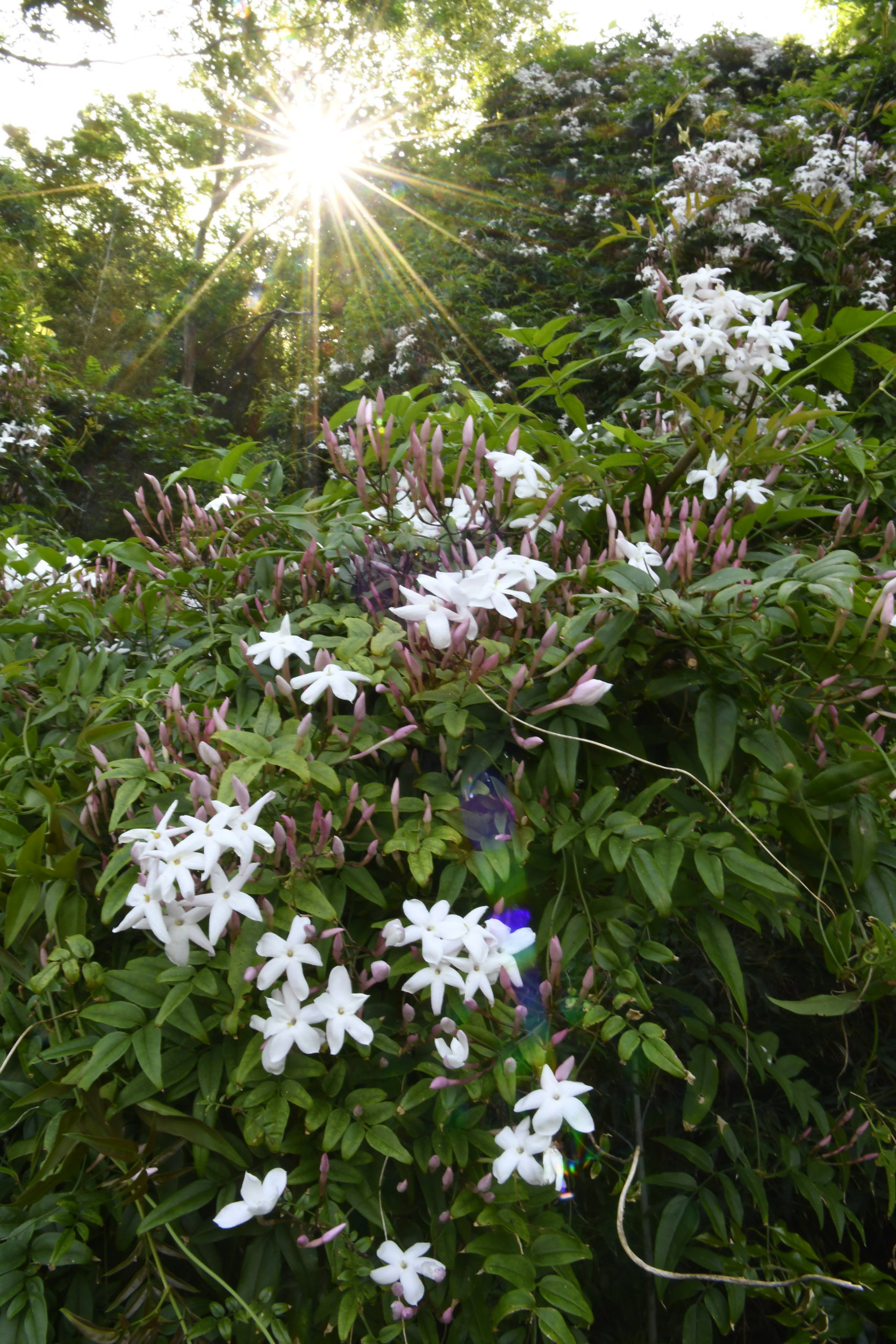 30年前の1株がジャスミンの花、山肌に〝滝〟のよう 南国市十市