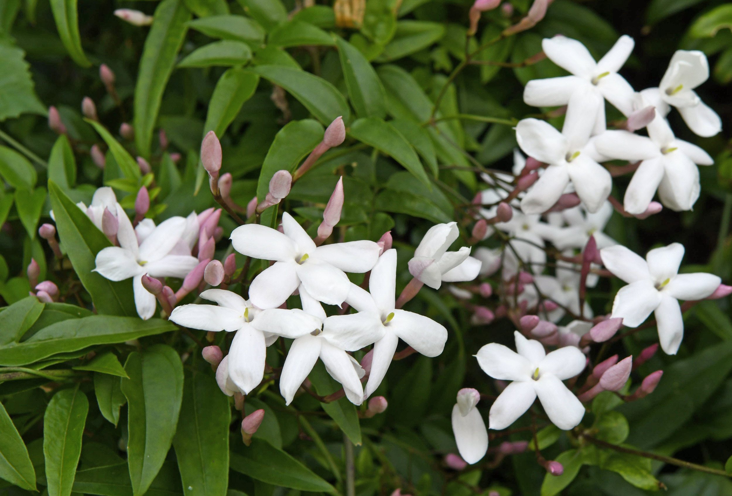 30年前の1株がジャスミンの花、山肌に〝滝〟のよう 南国市十市