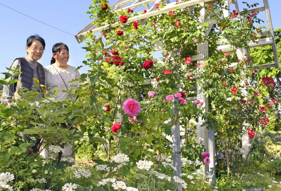 鮮やかなバラが咲く（香南市のイングリッシュガーデンハウス）