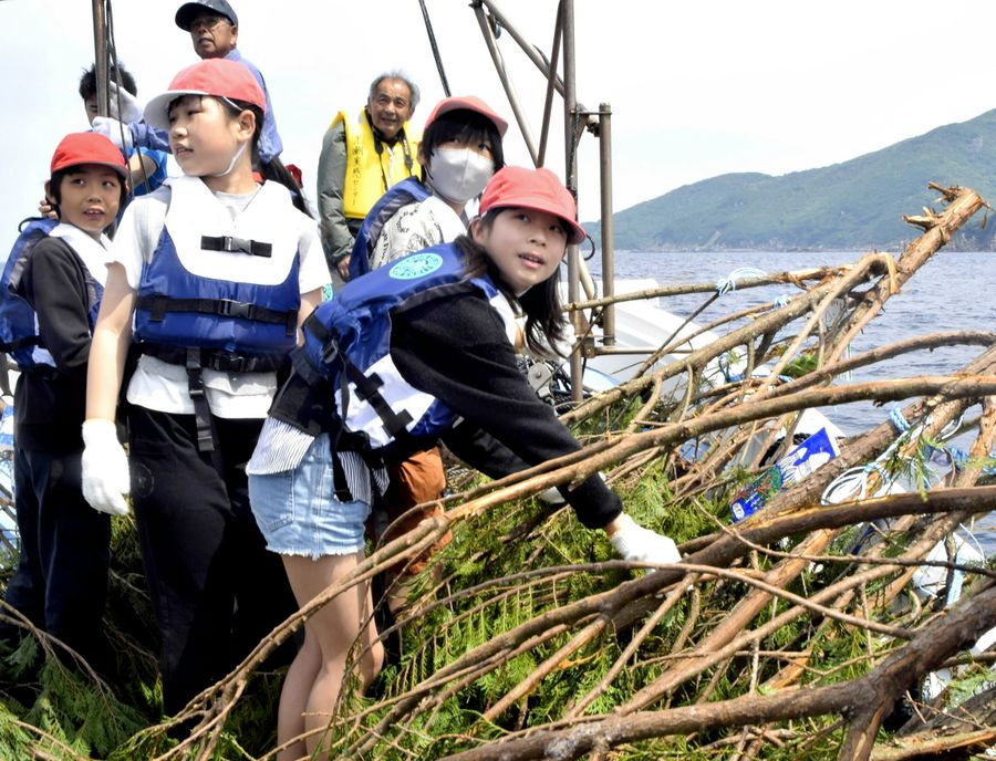 アオリイカの産卵床となるヒノキの間伐材を海へ投入する大月小児童（大月町柏島沖）