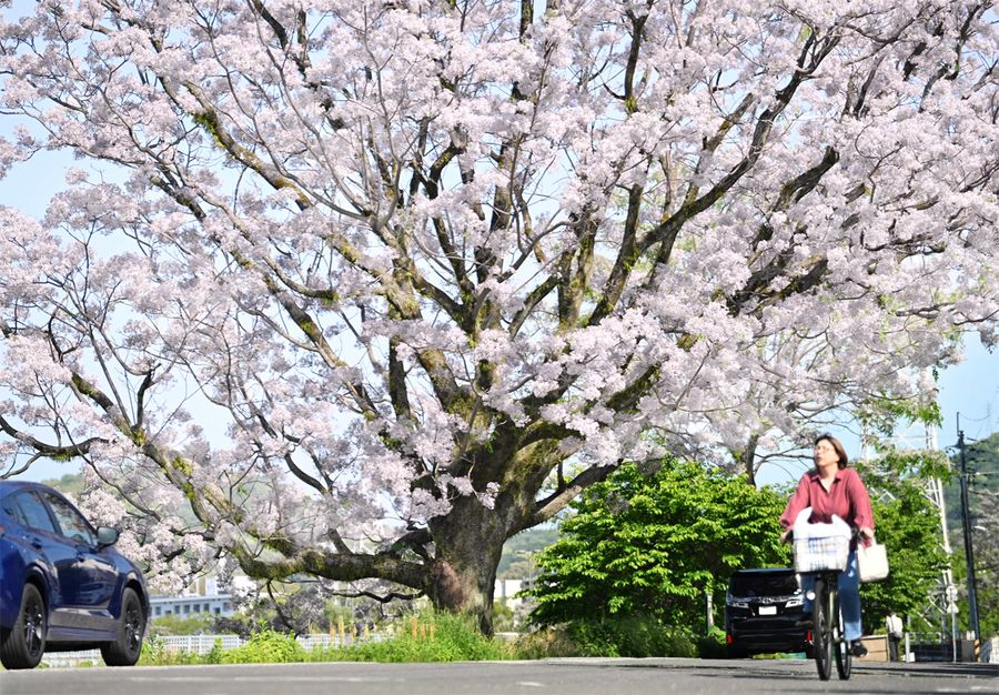 たくさんの花を付けた桜センダン（高知市鴨部１丁目）