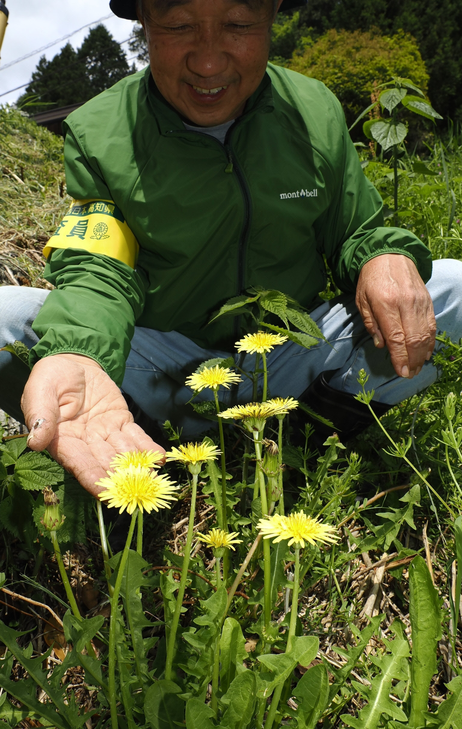 ふんわり淡く在来種 ヤマザトタンポポ梼原町に群落 タンポポ調査で確認
