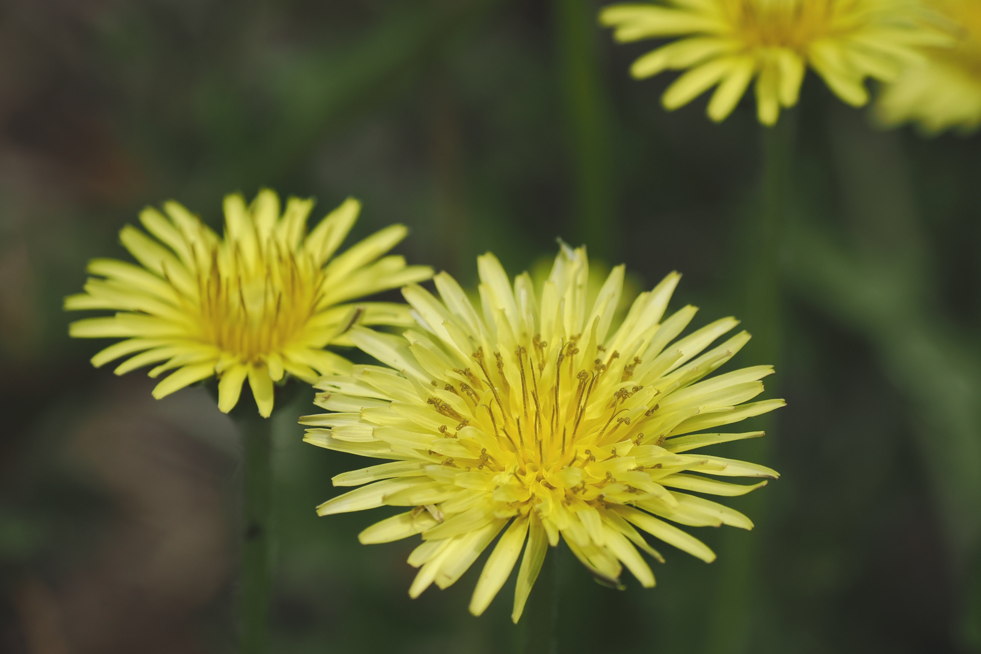 ふんわり淡く在来種 ヤマザトタンポポ梼原町に群落 タンポポ調査で確認