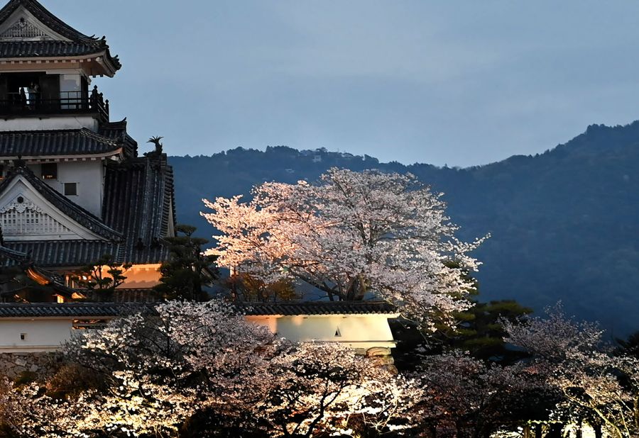 伐採前は鮮やかな花を咲かせていた（２０２４年４月）