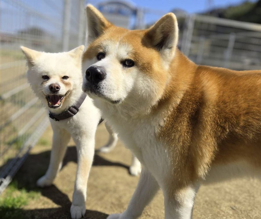 ぎっくり腰の後は、愛犬の相手もこわごわ