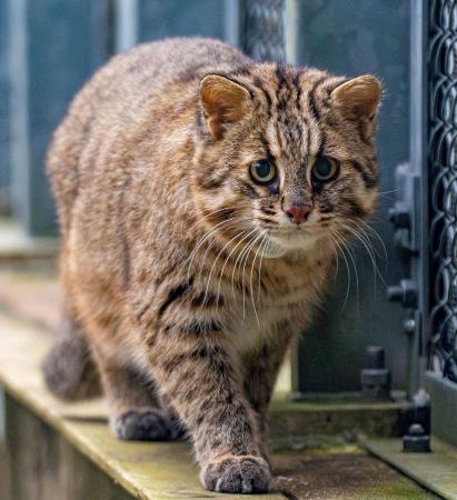 独自】ツシマヤマネコ繁殖、成功せず 初の試み、生息域に近い環境施設