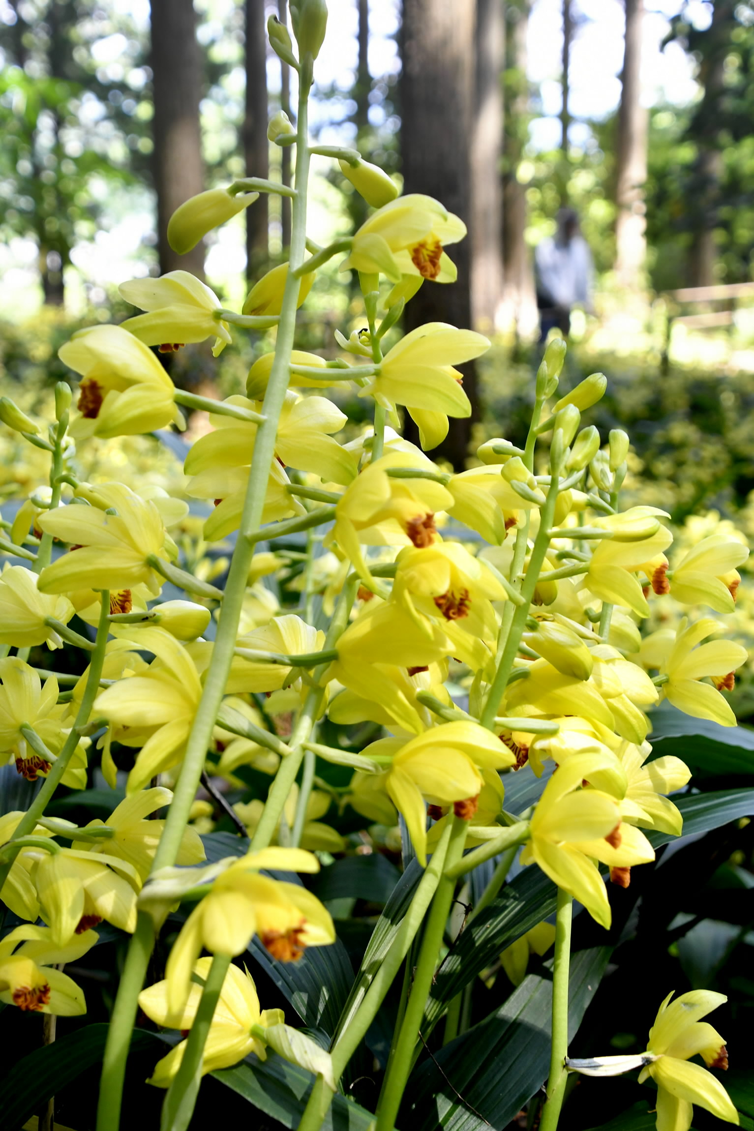 絶滅危惧種「ガンゼキラン」ふっくら、高知・佐川町の牧野公園で見頃