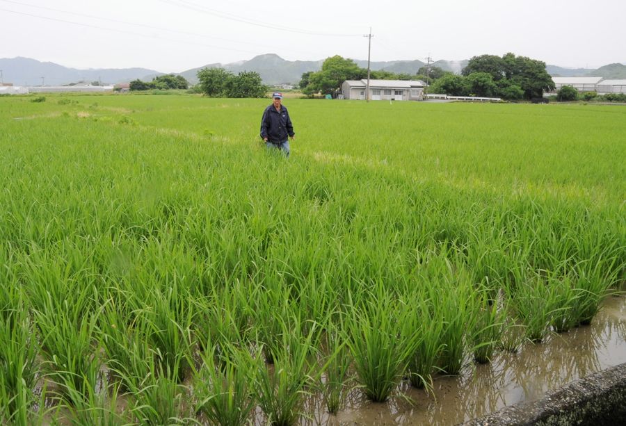 ２５年産米が育つ水田。農家は備蓄米の流通による値下がりを懸念する（高知市春野町秋山）