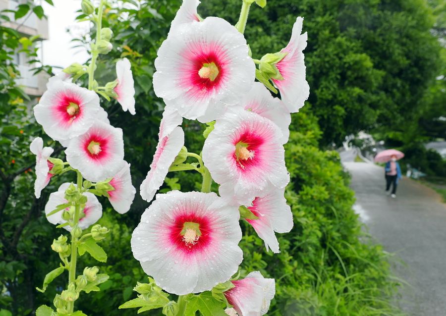 みずみずしい花びらが水滴をはじくタチアオイ（高知市縄手町）