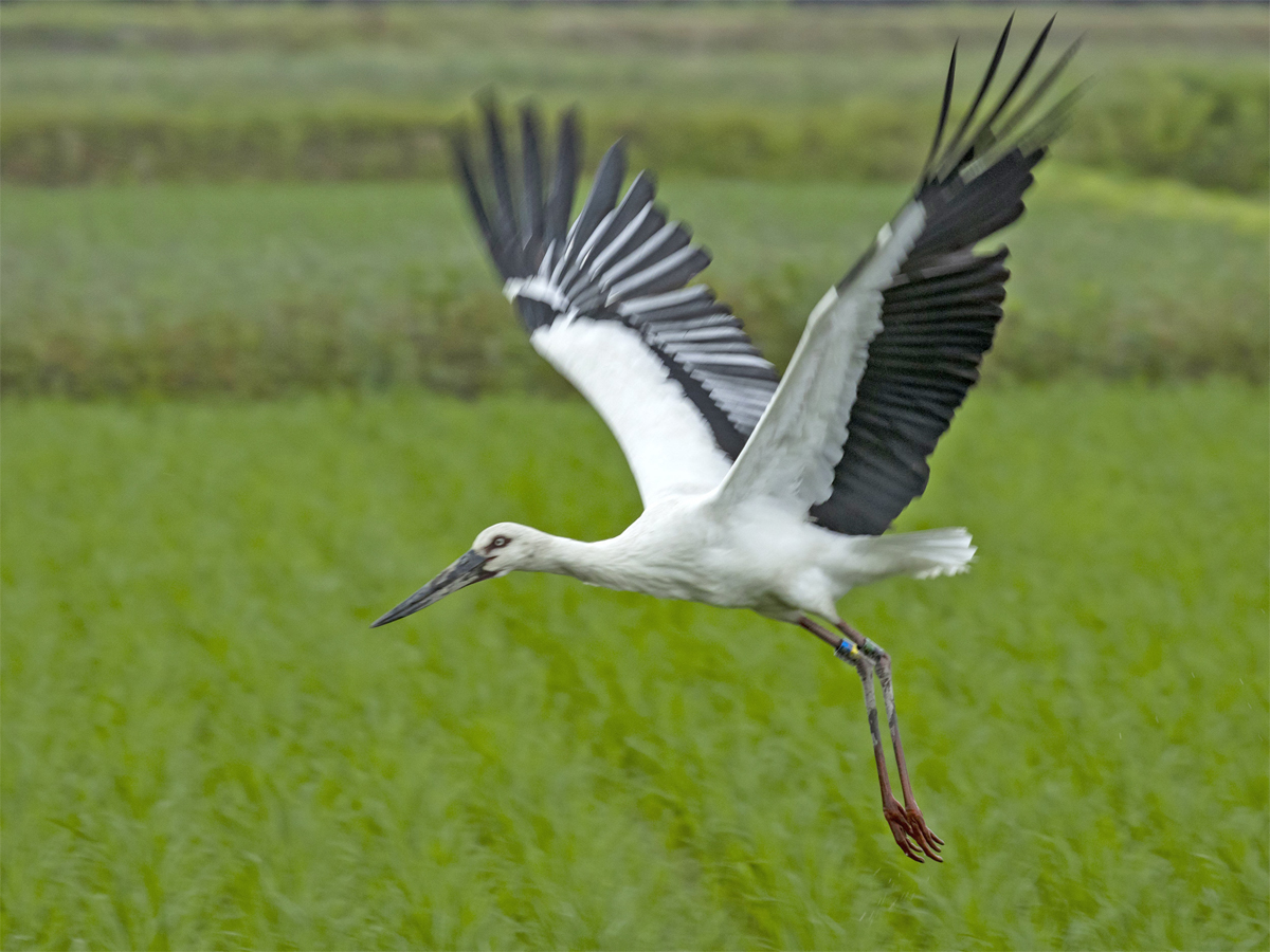 どこから来たの？ コウノトリ、高知市春野町に飛来 田んぼでのんびり餌