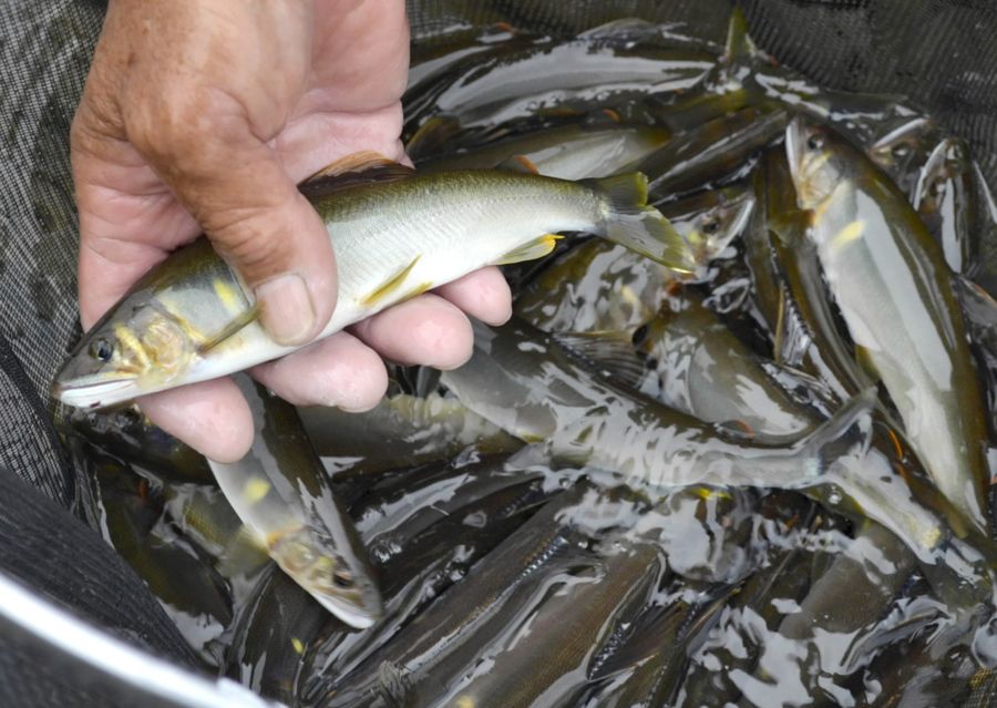 ２０２３年の第２陣解禁日の６月１日に梼原川でかかったアユ